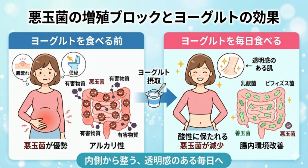 悪玉菌の増殖をブロックするヨーグルトの効果を表した図解