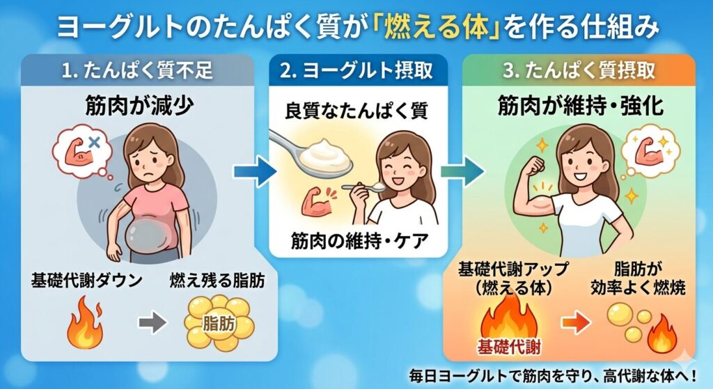 ヨーグルトのたんぱく質が基礎代謝を上げる仕組みの図解