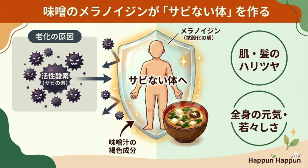 味噌のメラノイジンが抗酸化作用を持ち、エイジングケア効果があるという図解