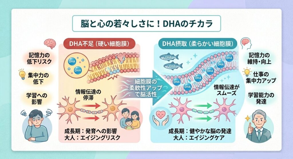 DHAが記憶力の維持や仕事の集中力アップに効果があるという図解