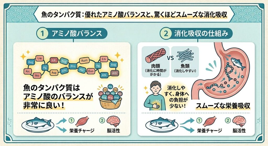 魚のタンパク質はアミノ酸バランスが良くて、肉に比べて消化吸収されやすいという図解